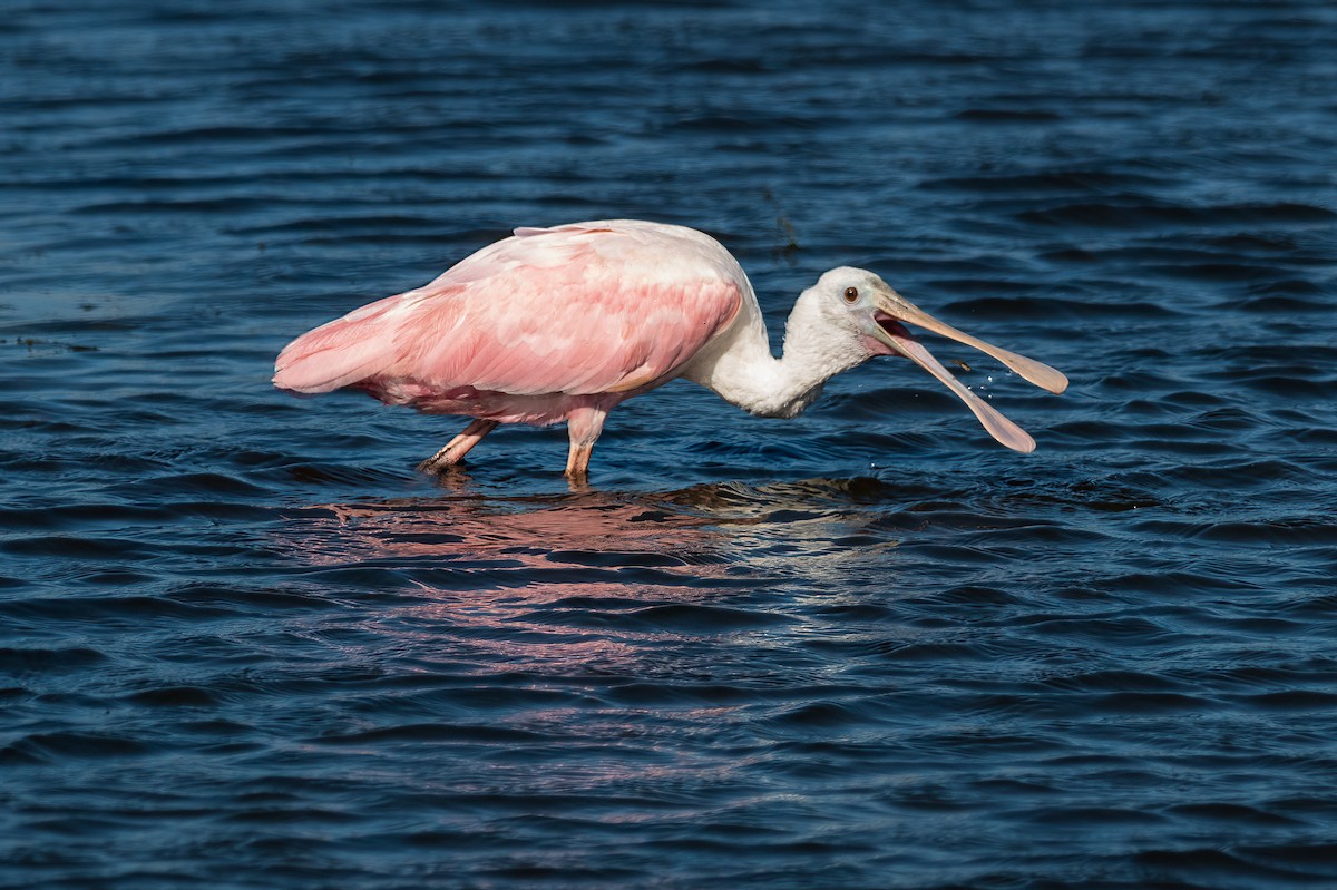 Roseate Spoonbill - ML581838681