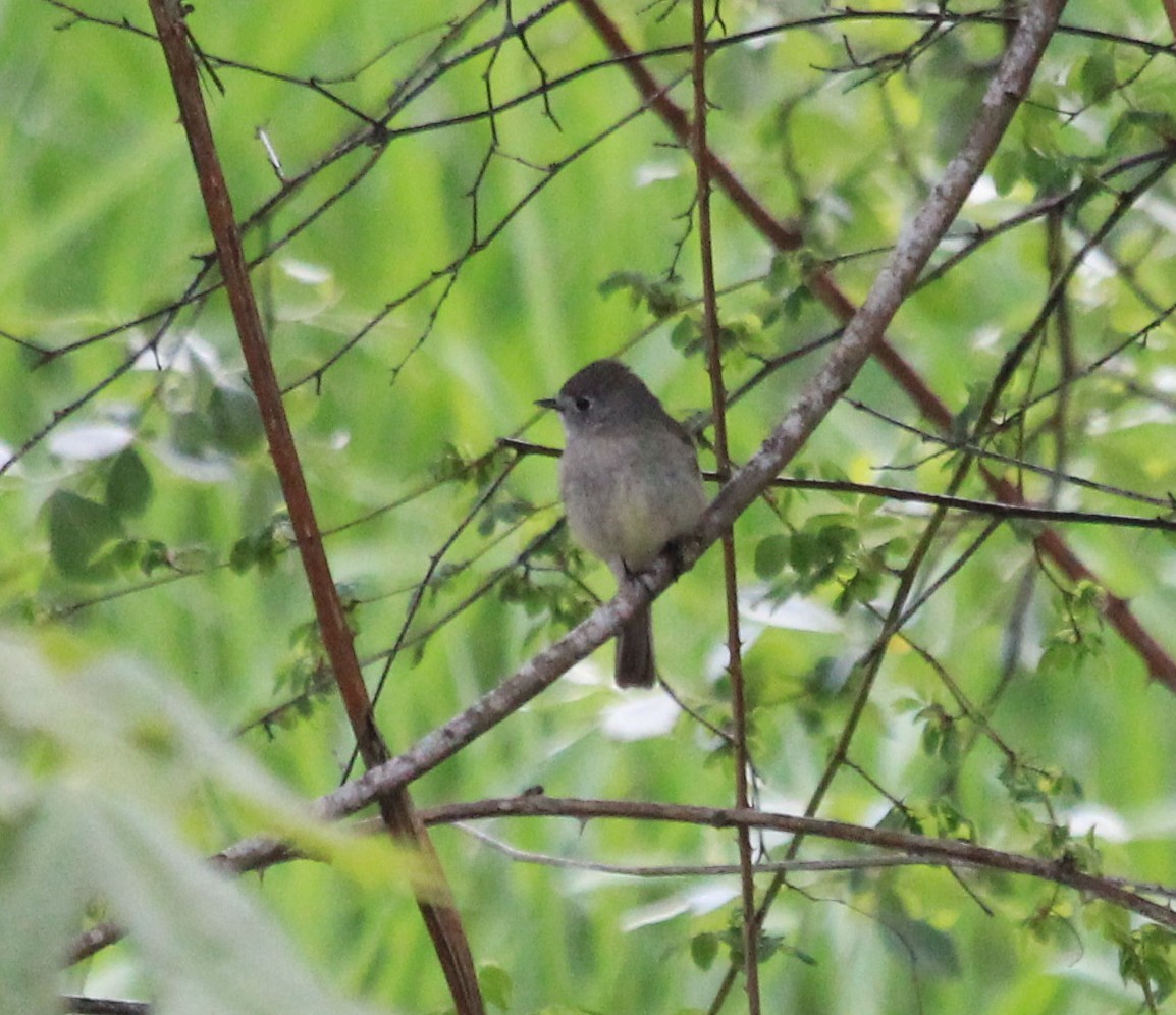 Hammond's Flycatcher - ML58183881