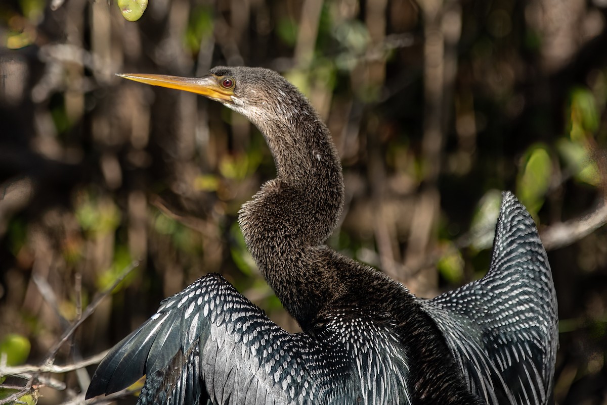 Amerika-Schlangenhalsvogel - ML581838971