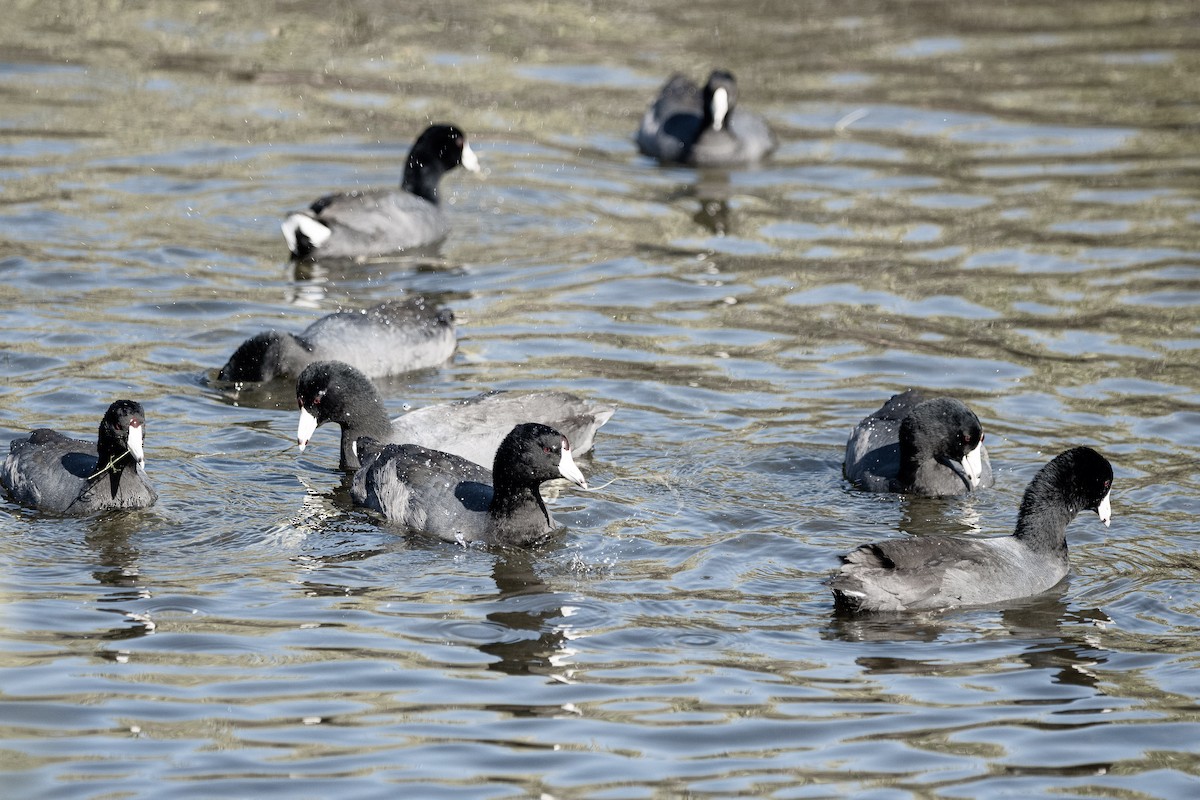 American Coot - ML581839001