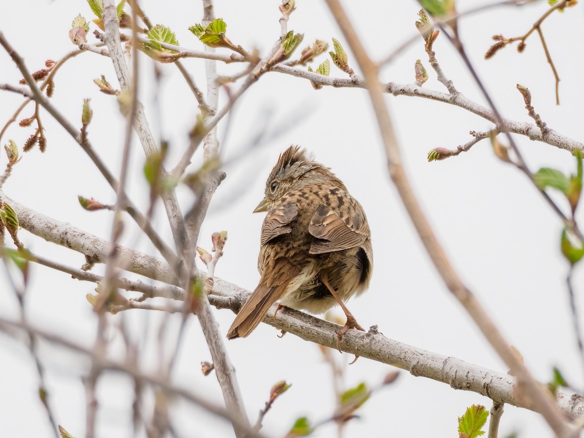 Lincoln's Sparrow - ML581839671