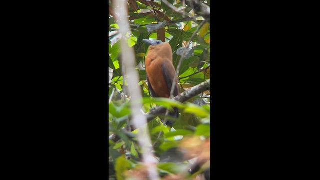 Capuchinbird - ML581840841