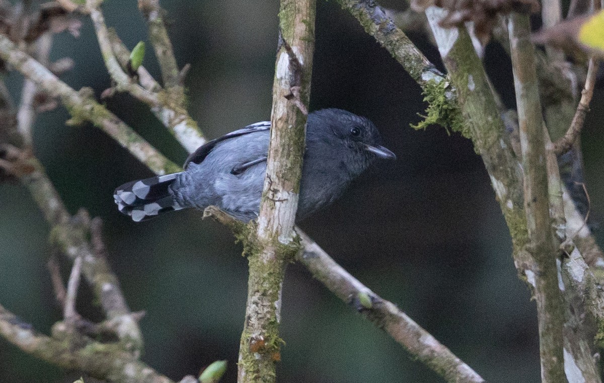 Variable Antshrike - ML581841141