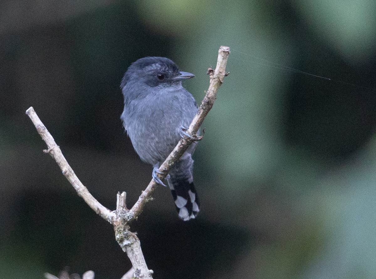 Variable Antshrike - ML581841241