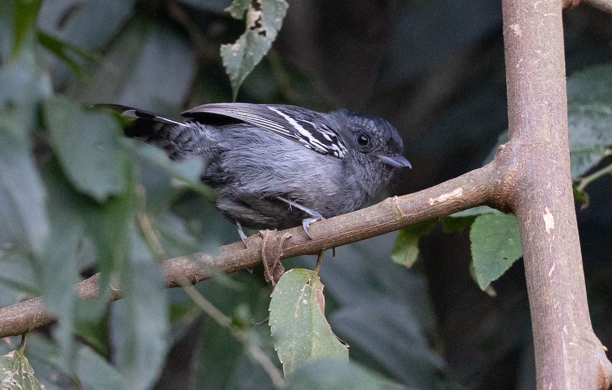 Variable Antshrike - Michael Buckham