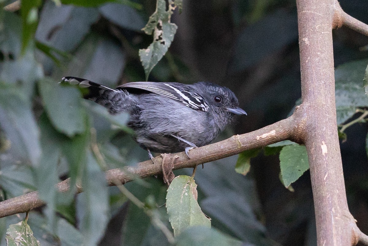 Variable Antshrike - ML581841441