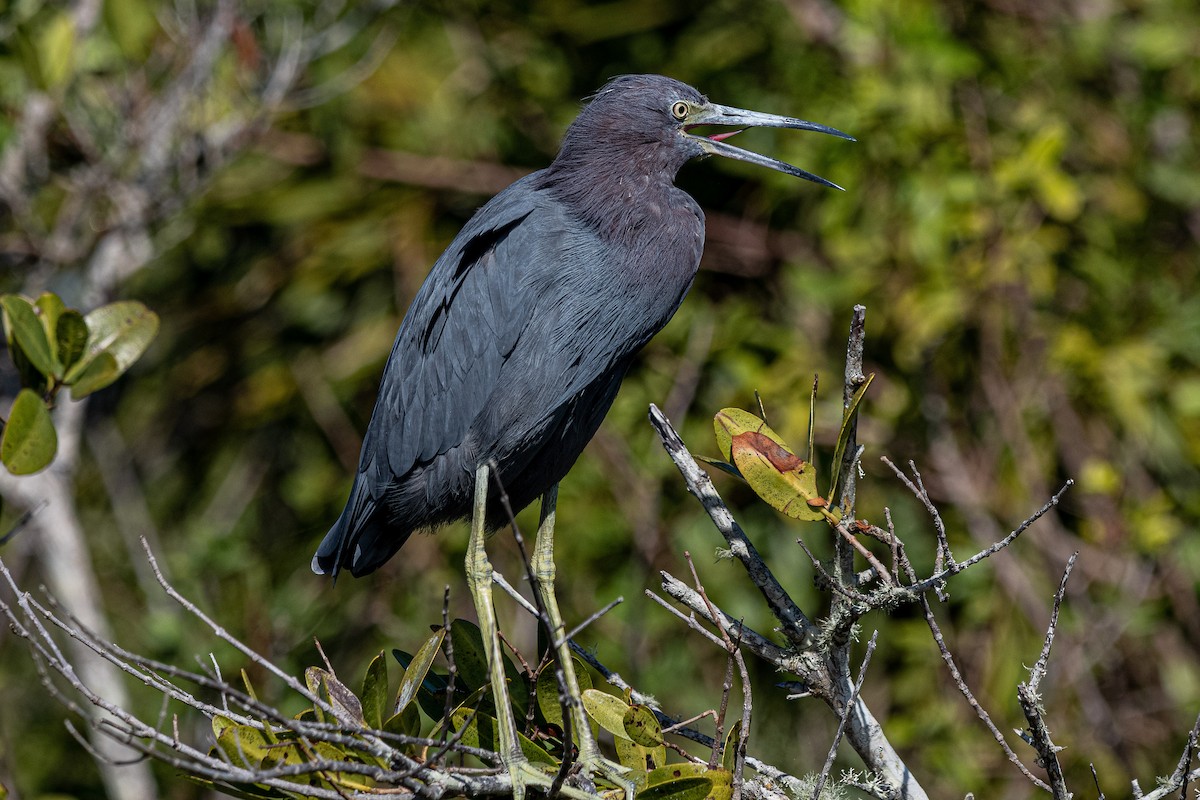 Little Blue Heron - ML581841771