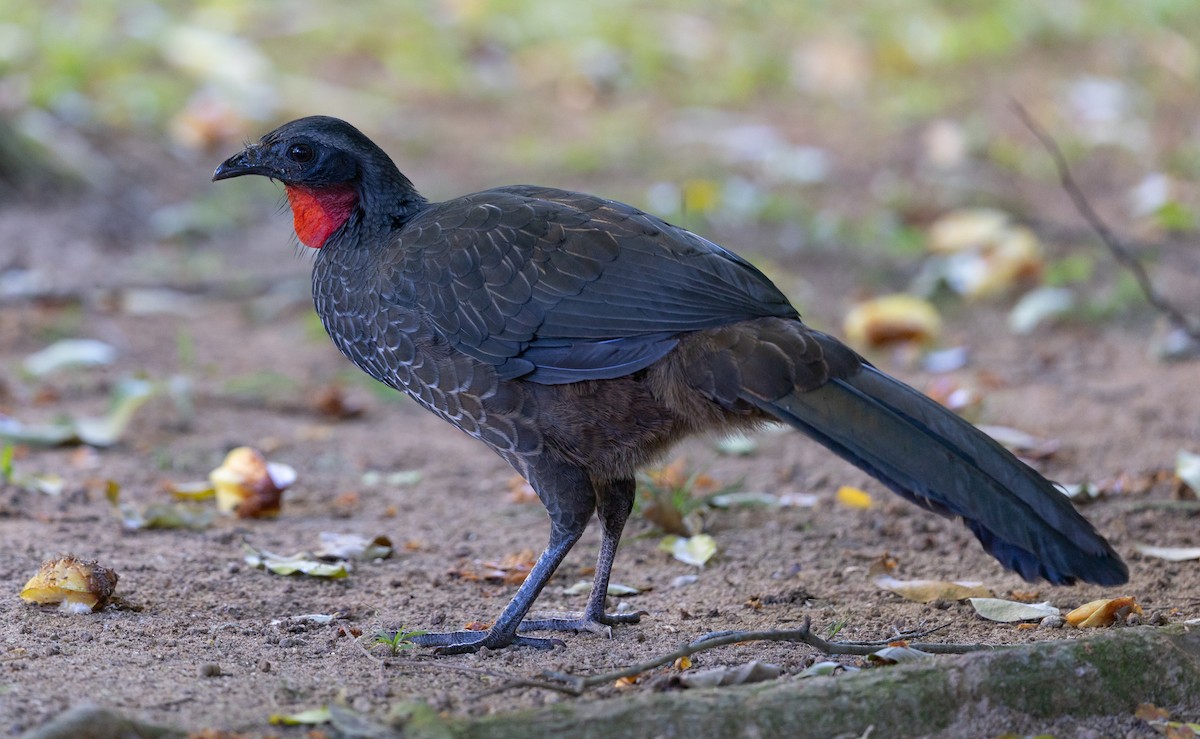 Rusty-margined Guan - Michael Buckham