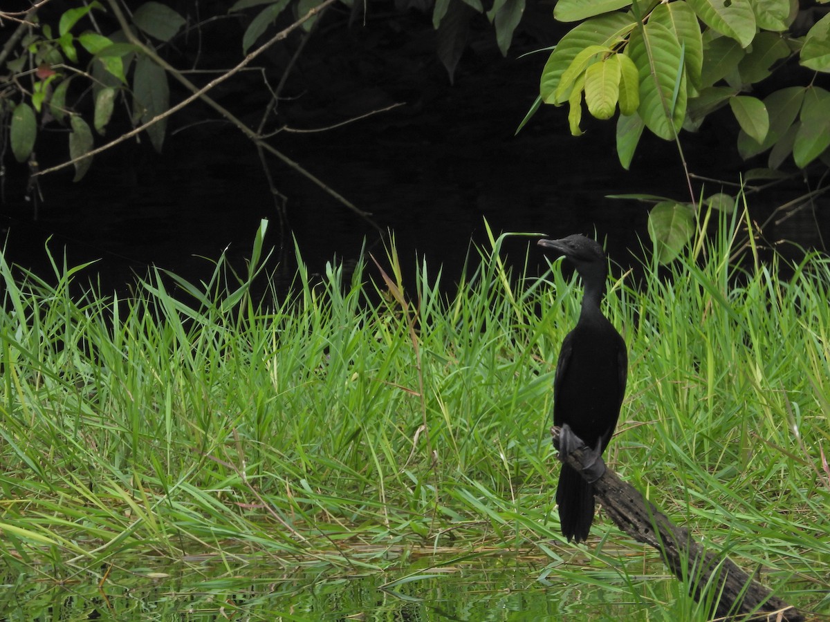 Cormorán de Java - ML581842791