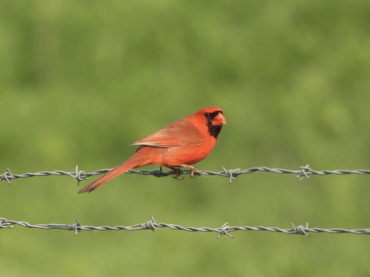 Cardinal rouge - ML581842801