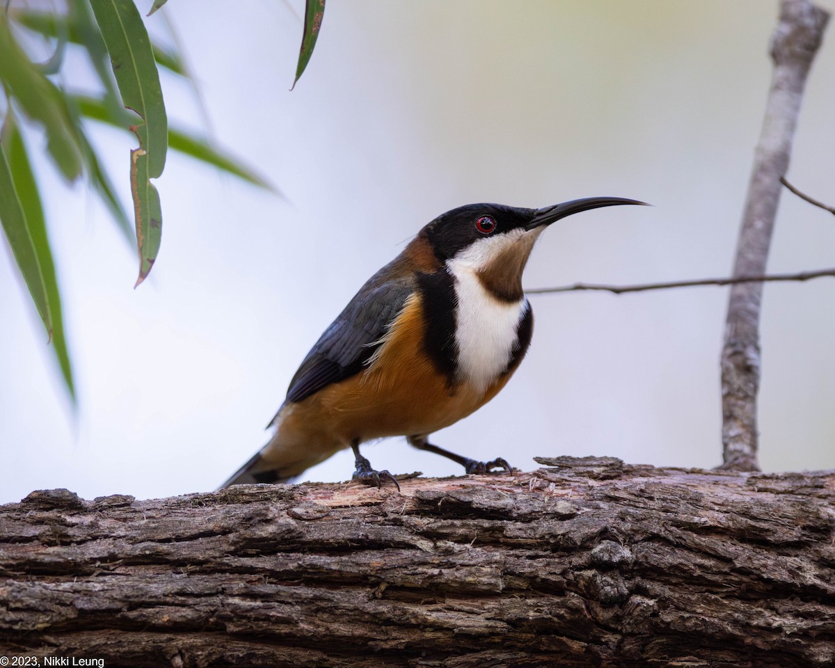 Eastern Spinebill - ML581843491