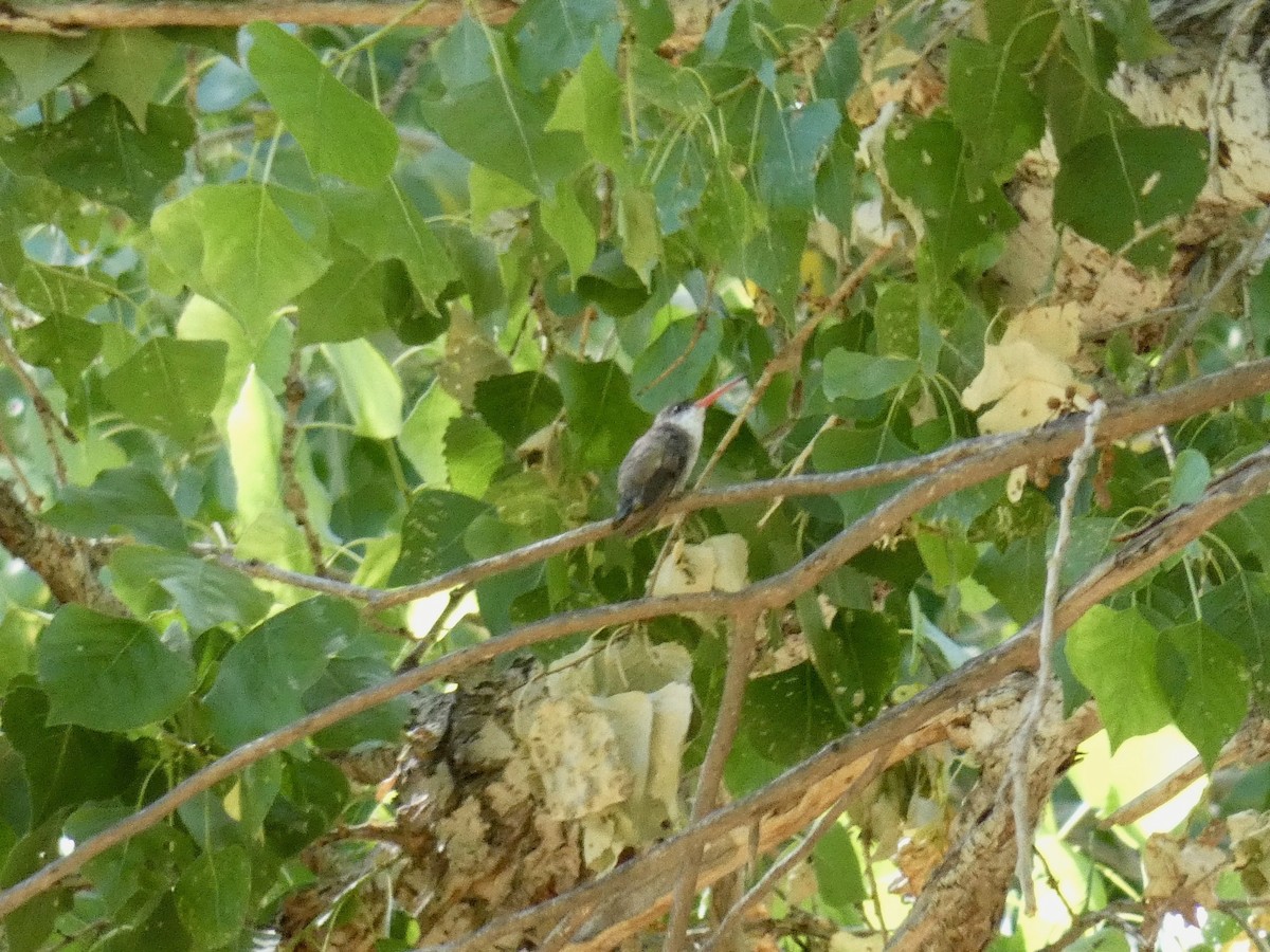 Mor Alınlı Kolibri - ML581843591