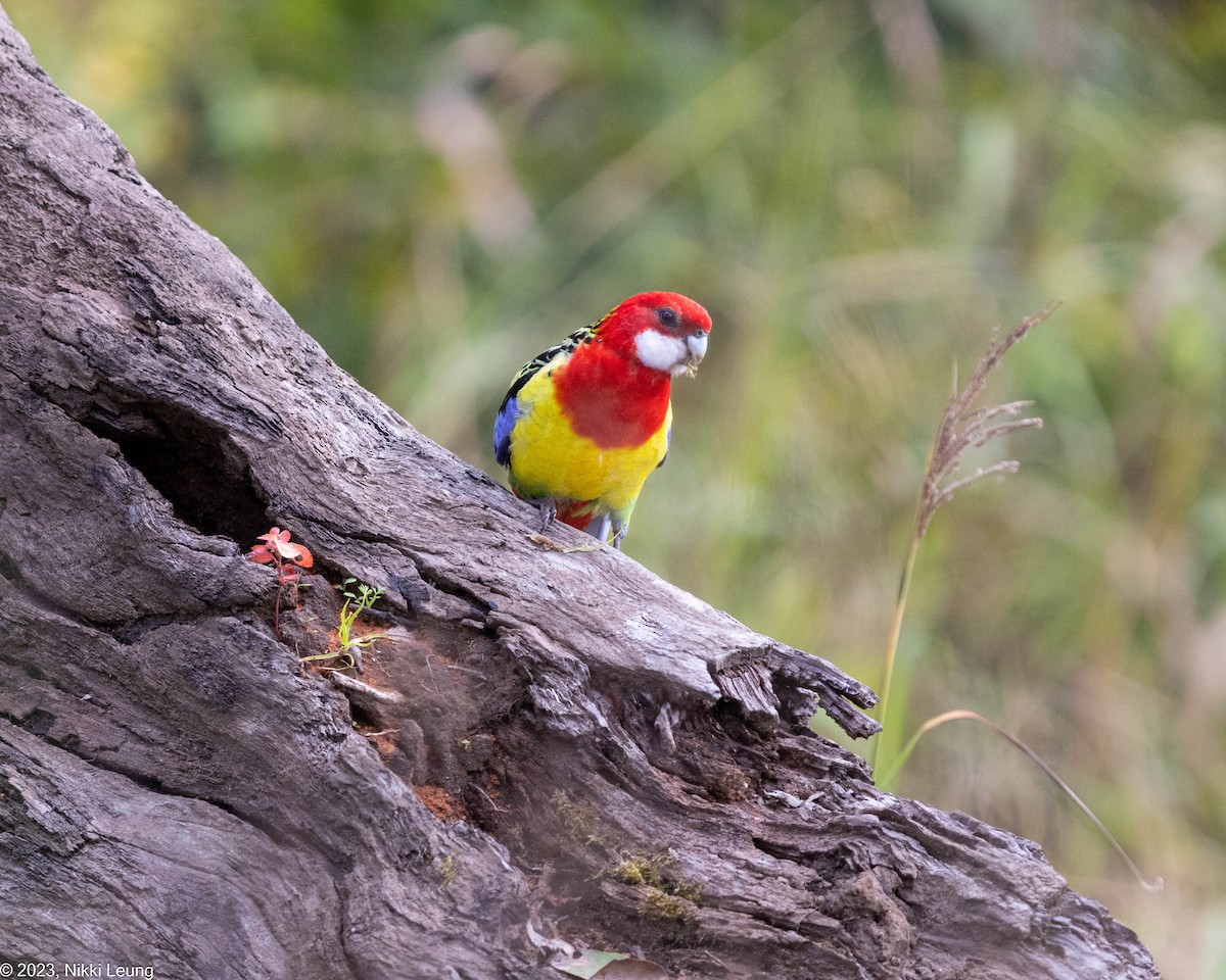 Eastern Rosella - ML581843921