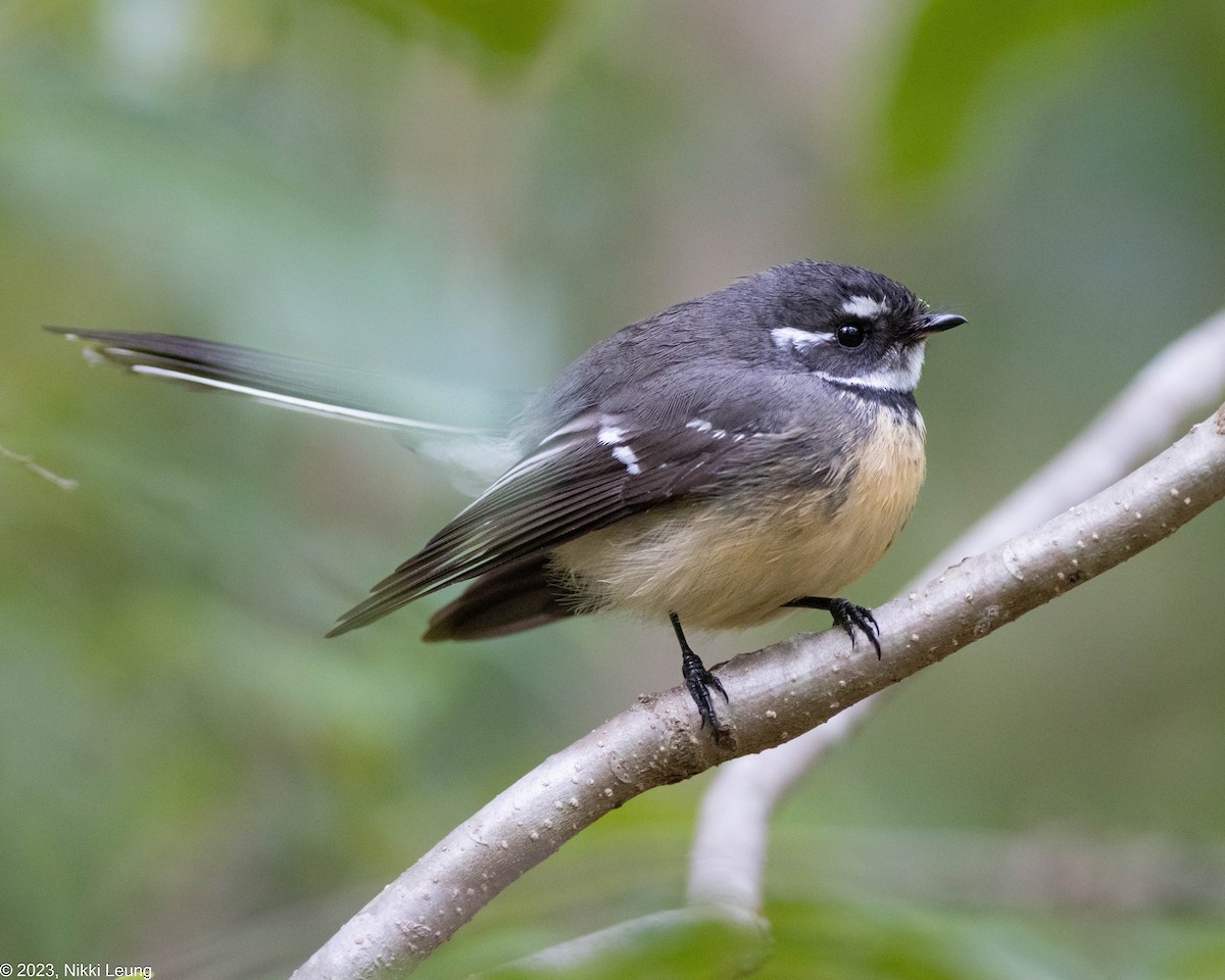 Gray Fantail - Nikki Leung