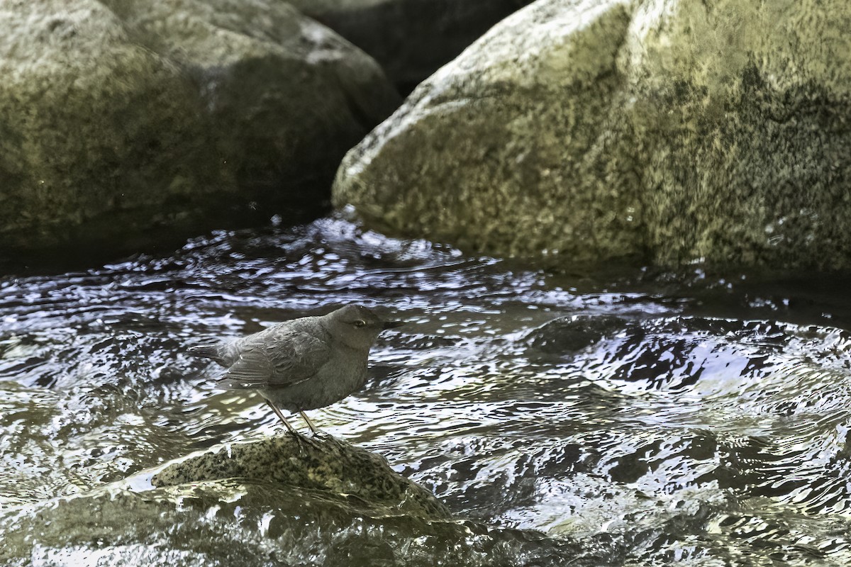 American Dipper - ML581844031