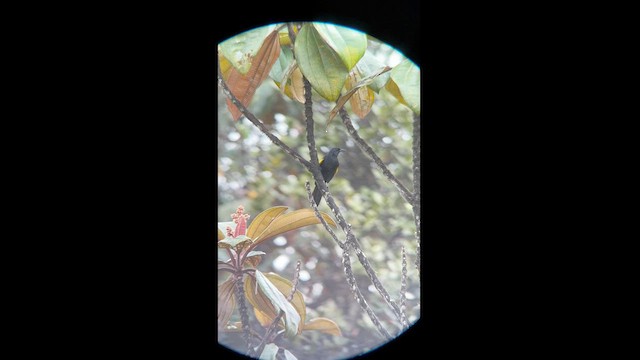 Golden-tufted Grackle - ML581844501