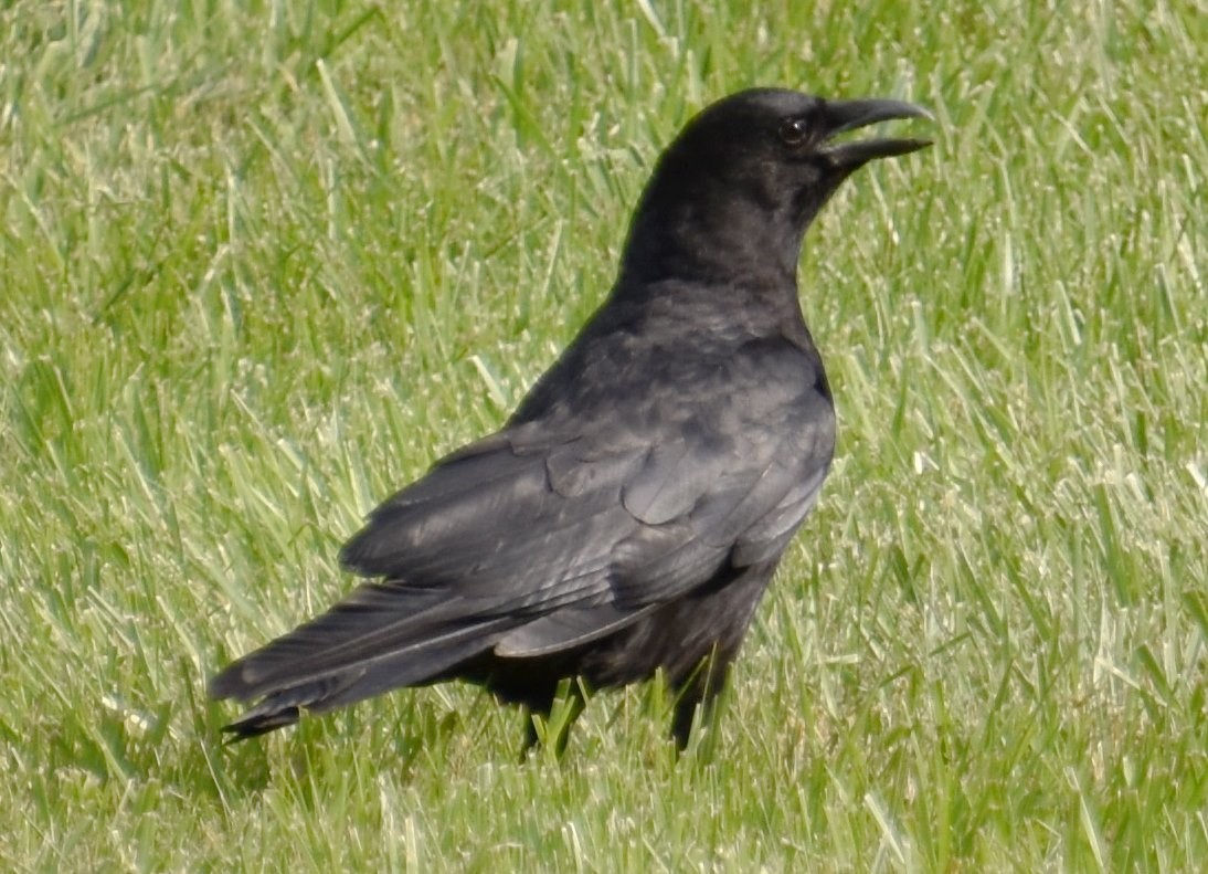 American Crow - ML581845261