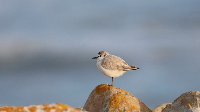 Pluvier à front blanc - ML581845371