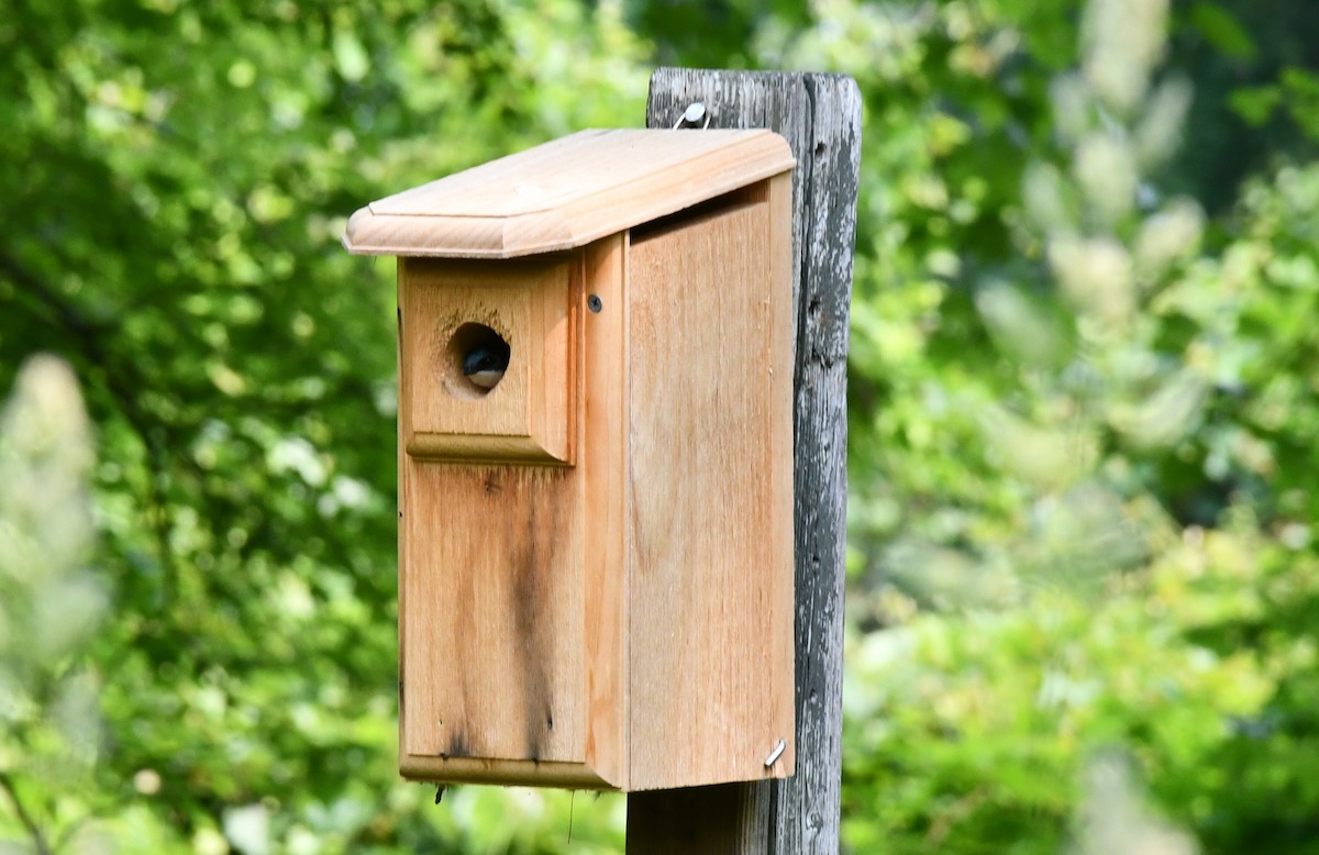 Tree Swallow - ML581845471