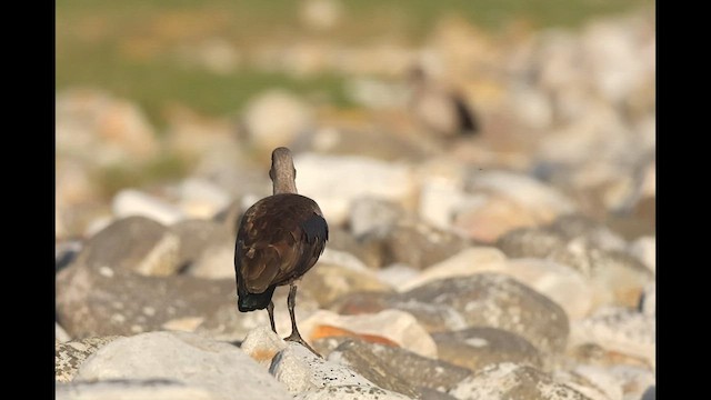 Hadada Ibis - ML581845651