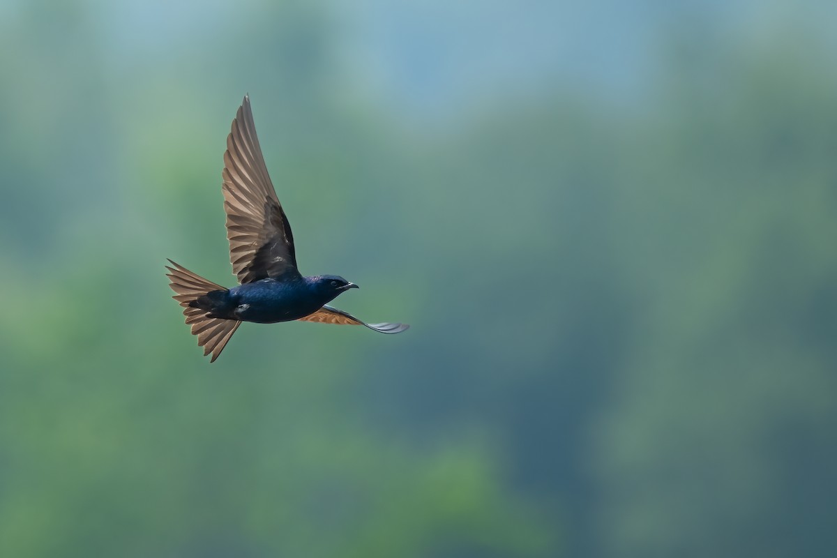 Purple Martin - ML581845981