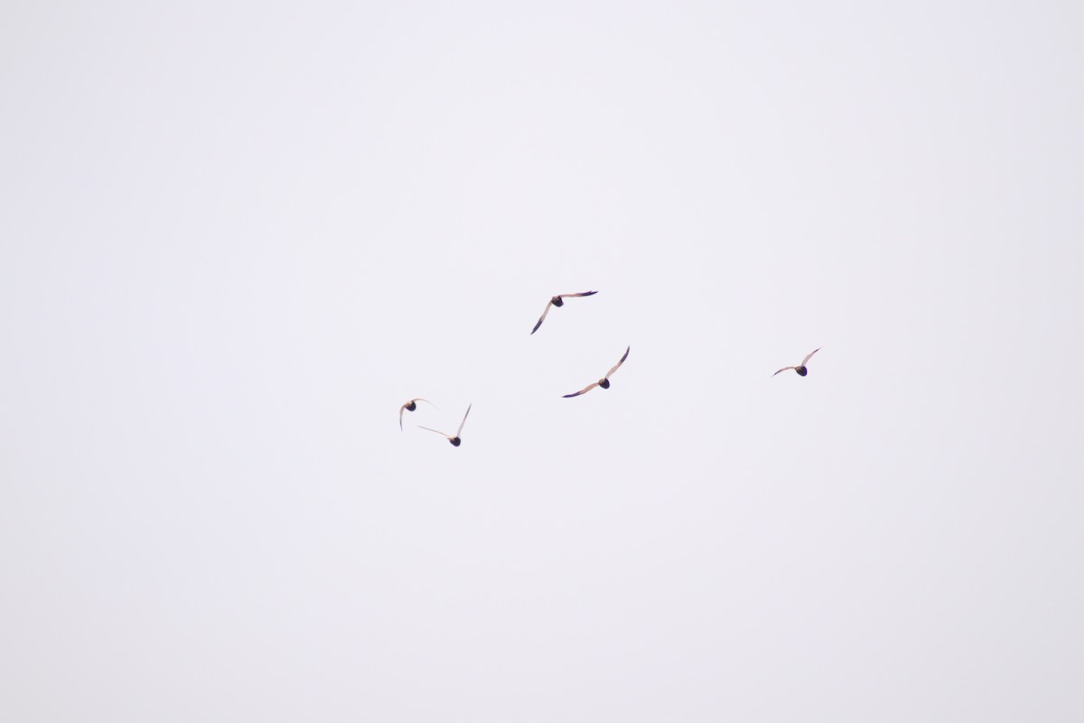 Black-bellied Sandgrouse - ML581847421