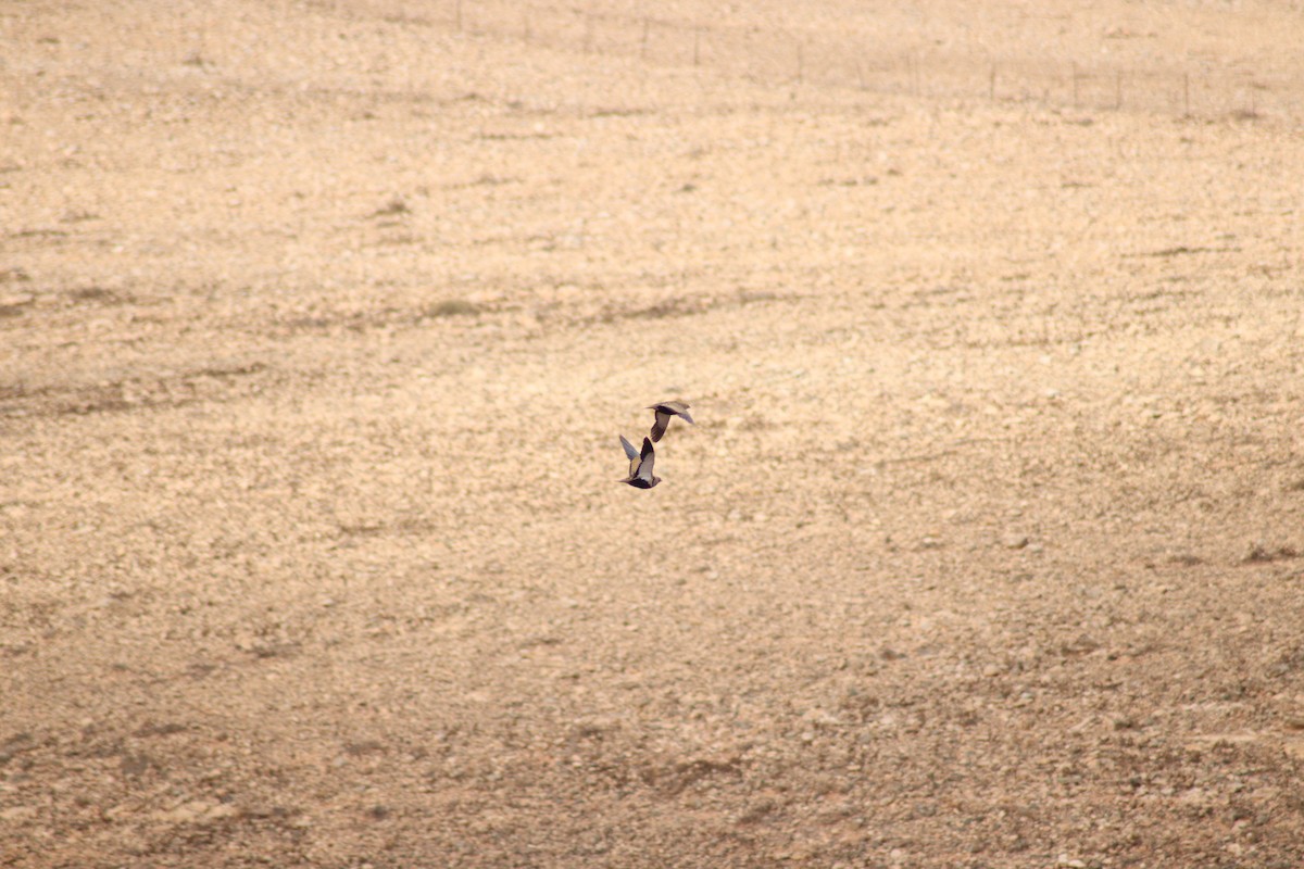 Black-bellied Sandgrouse - ML581847441