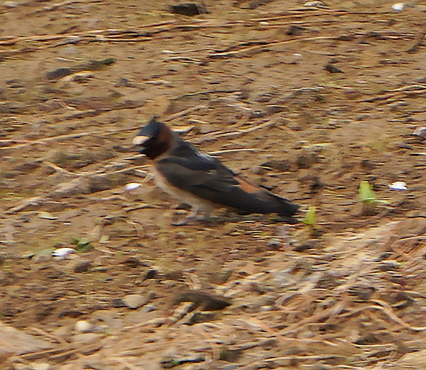 Cliff Swallow - Mark McConaughy