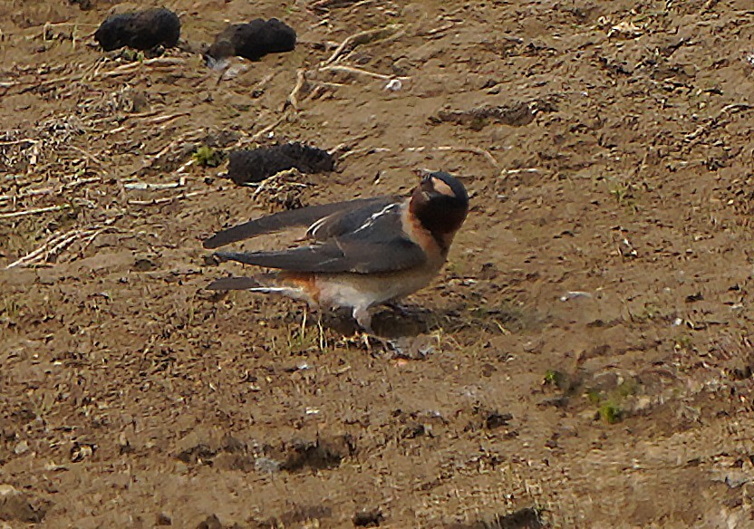 Cliff Swallow - Mark McConaughy