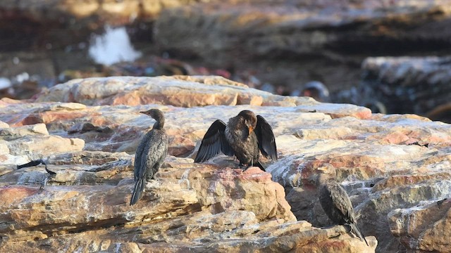 Crowned Cormorant - ML581847671