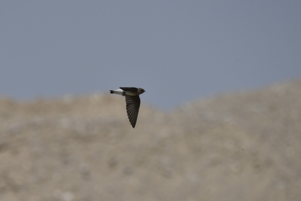 Northern Rough-winged Swallow - ML581848741