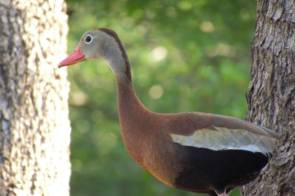 Dendrocygne à ventre noir - ML581849041