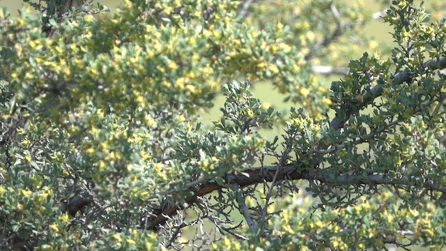 Blue-gray Gnatcatcher - ML581849971