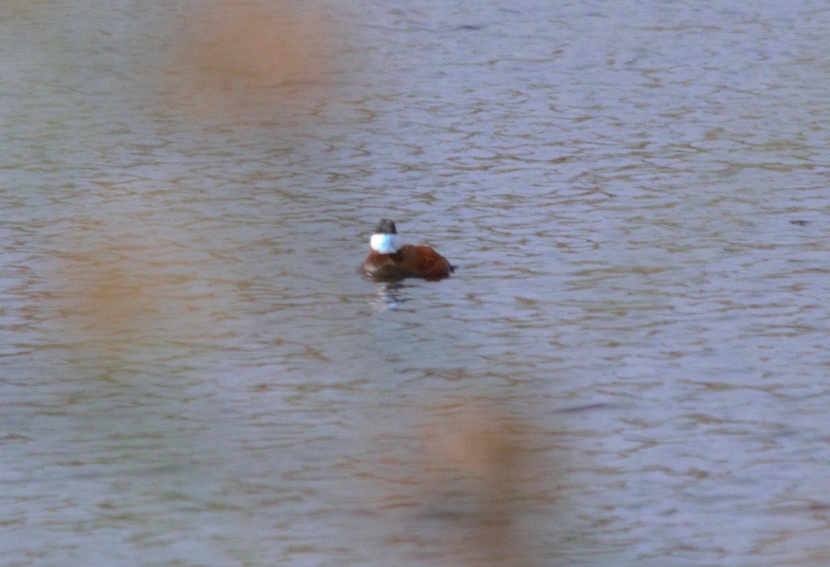 Érismature rousse - ML581850481