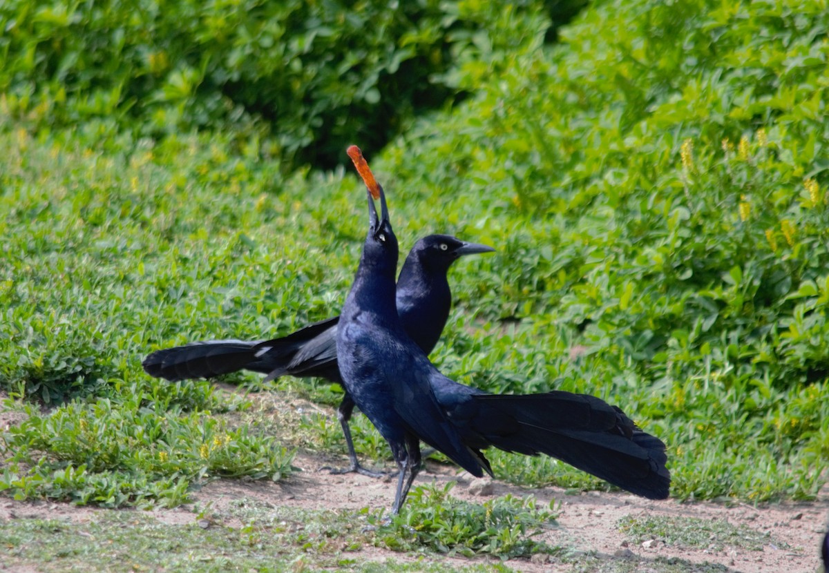 Great-tailed Grackle - Mark Brown