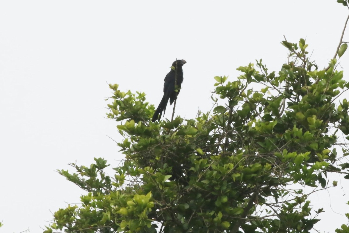 Smooth-billed Ani - Kevin Sarsfield