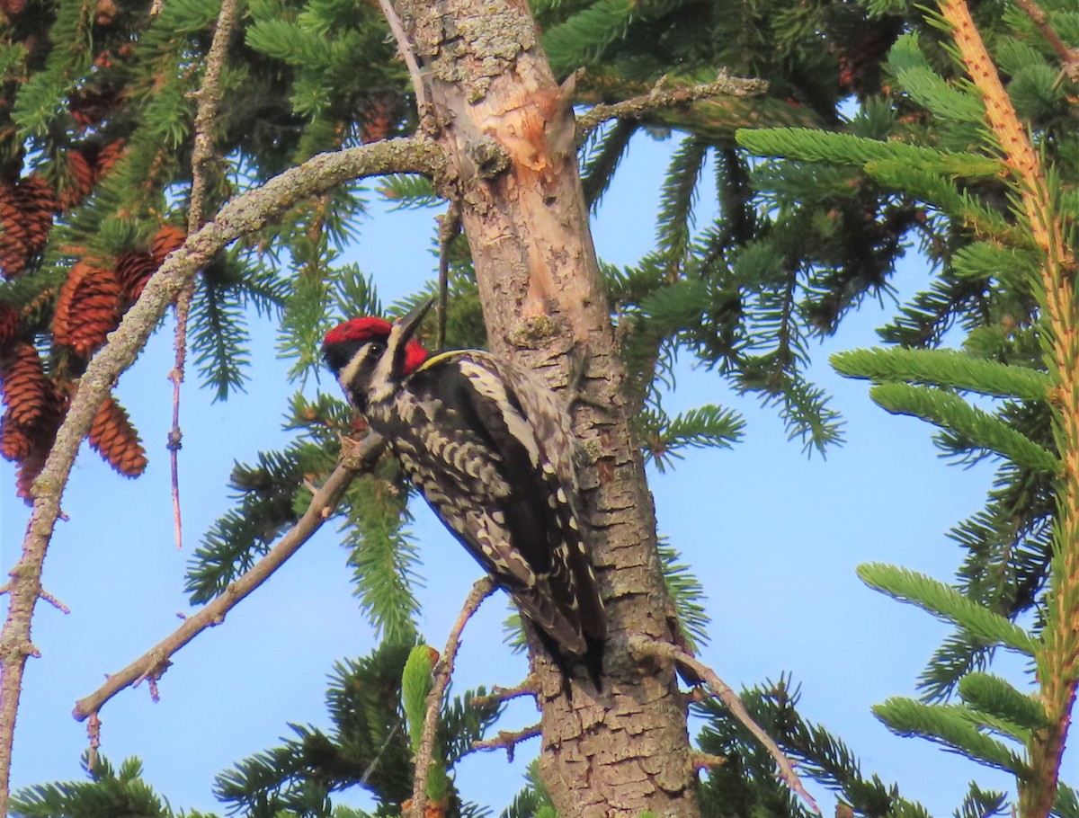 Yellow-bellied Sapsucker - ML581853741