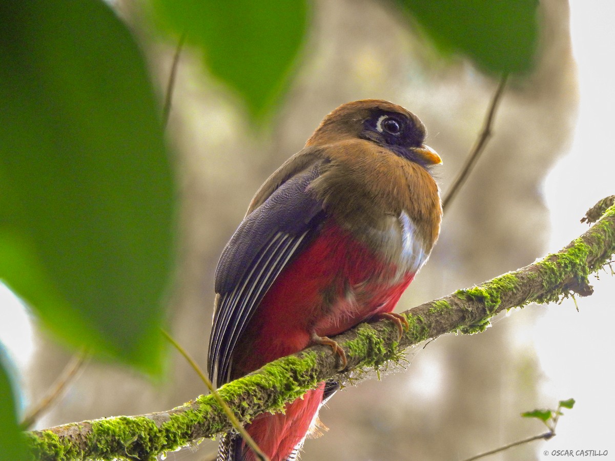 Masked Trogon - Óscar Castillo