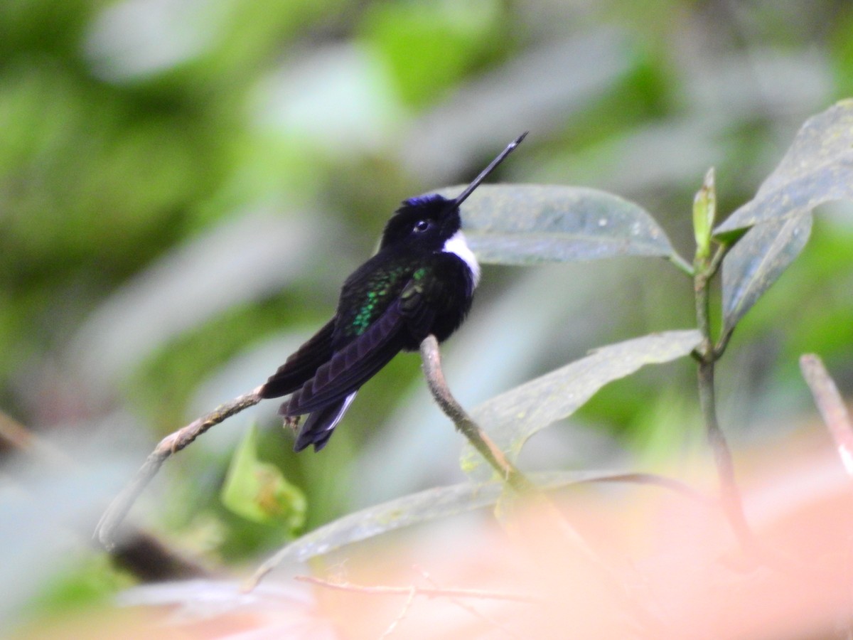 Collared Inca - Óscar Castillo