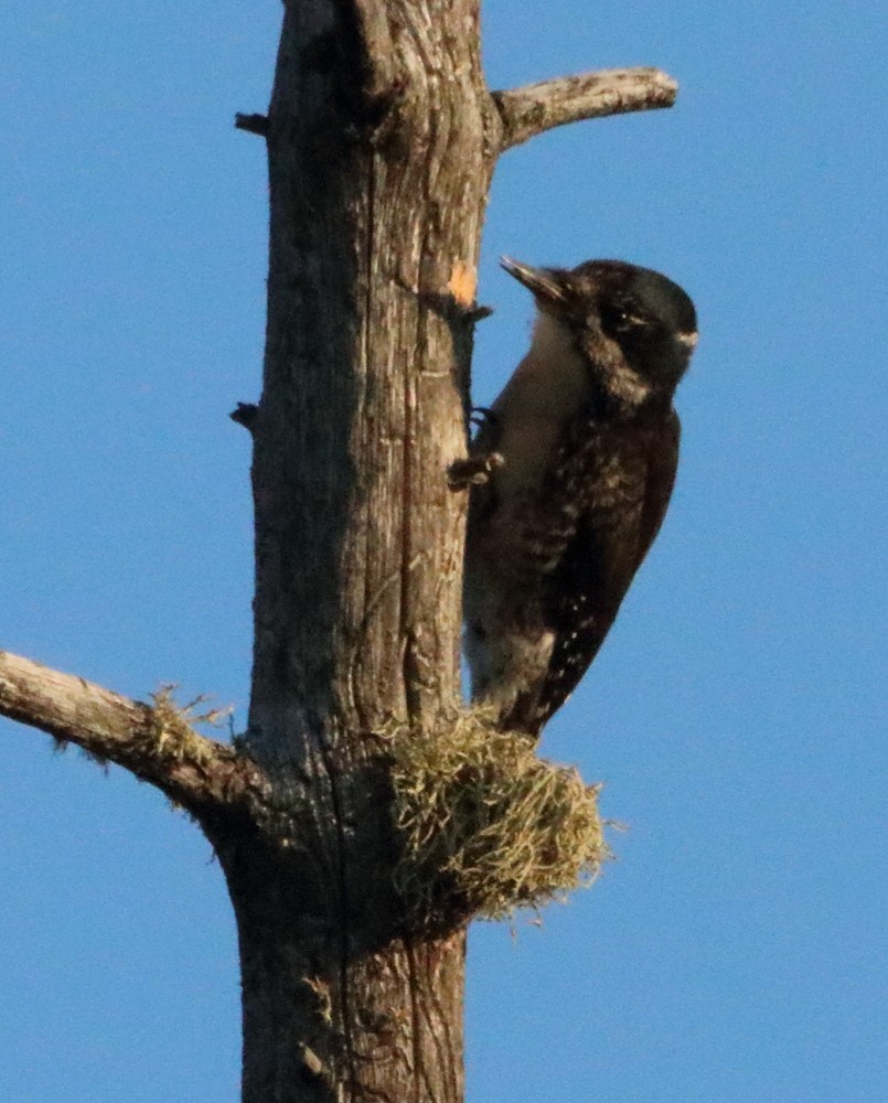 American Three-toed Woodpecker - ML581856341