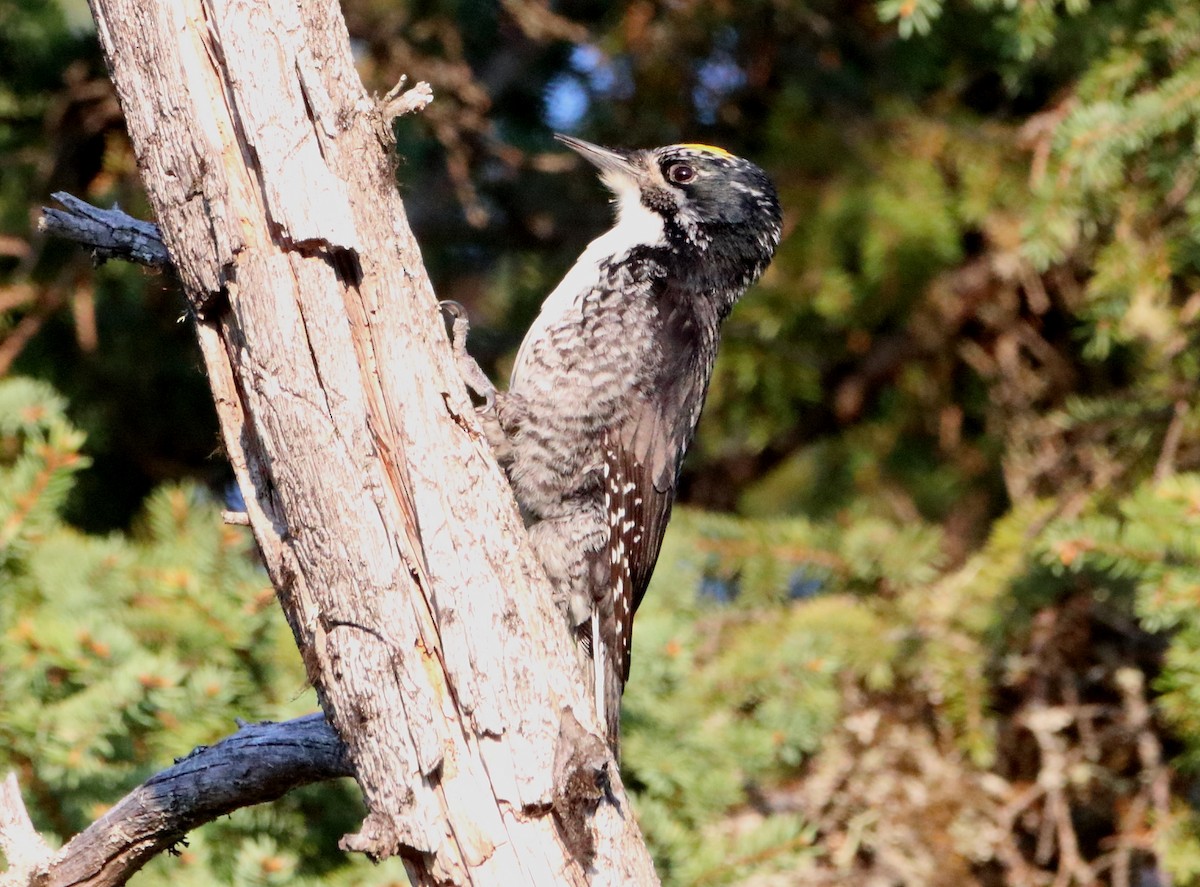 American Three-toed Woodpecker - ML581856351