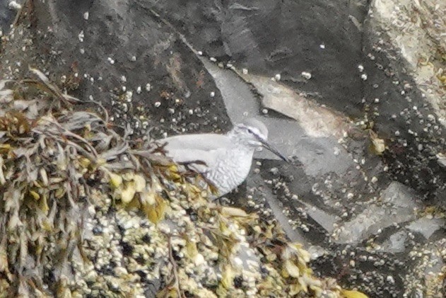 Wandering Tattler - Lee Burke