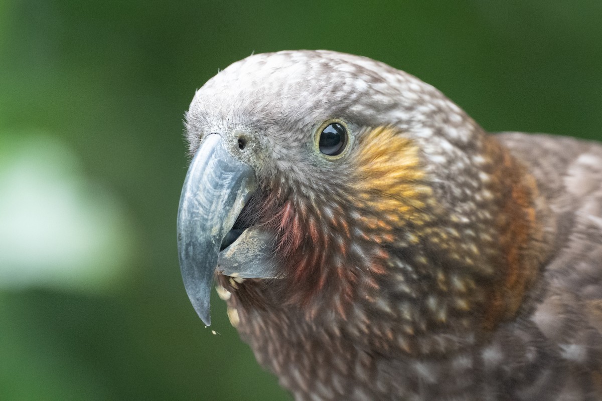 New Zealand Kaka - ML581857281