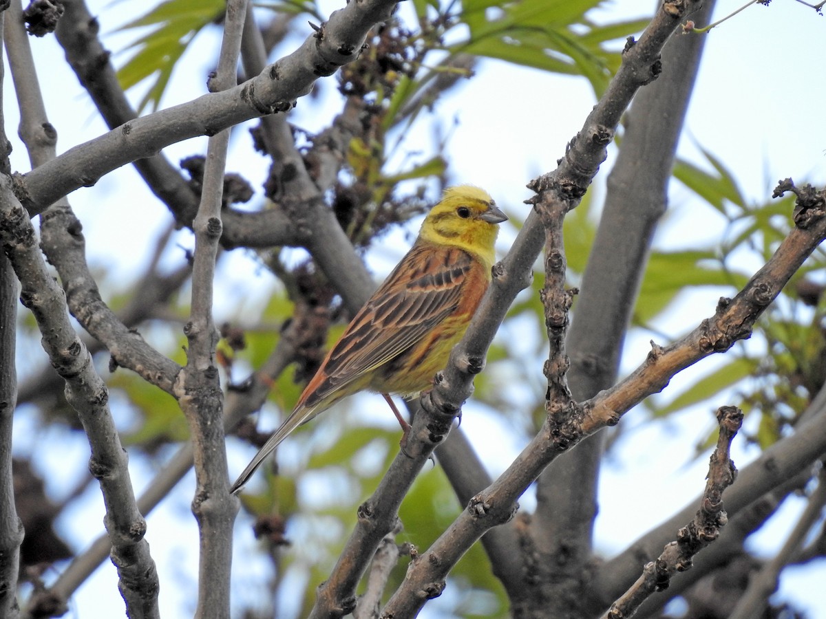 Yellowhammer - Luca Forneris