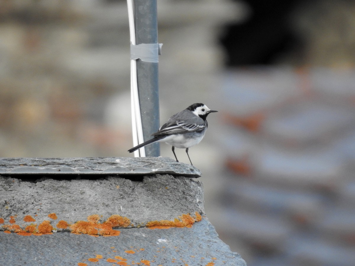 White Wagtail - ML581857841