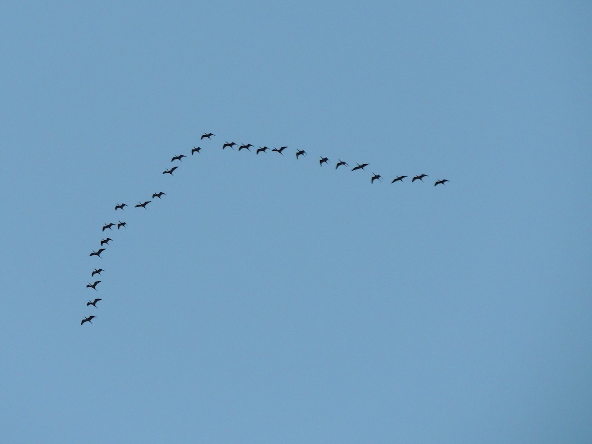 White-faced Ibis - ML58185901