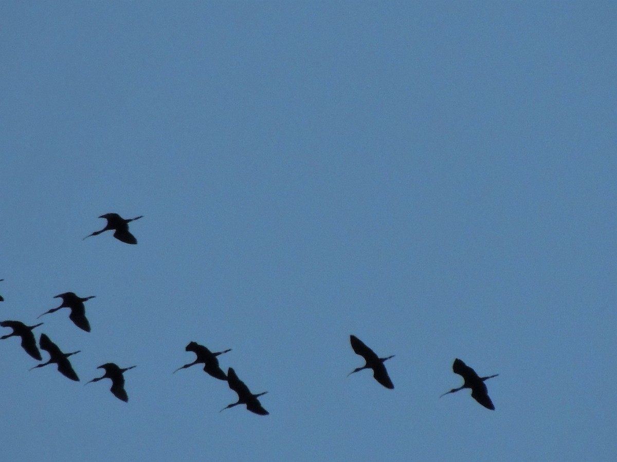 White-faced Ibis - ML58185911