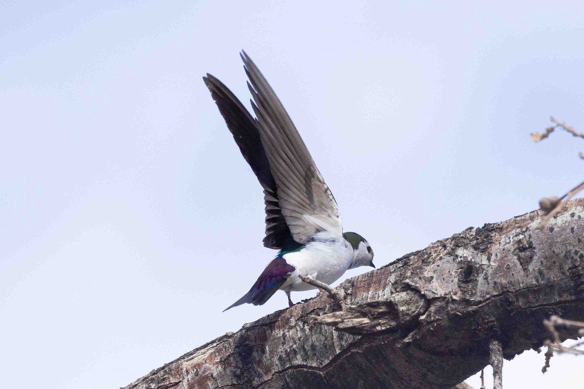 Violet-green Swallow - Celeste Jones