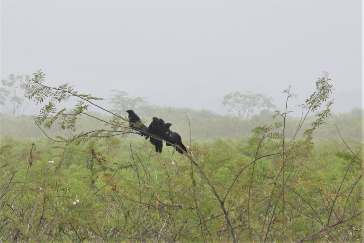 Smooth-billed Ani - ML581859811