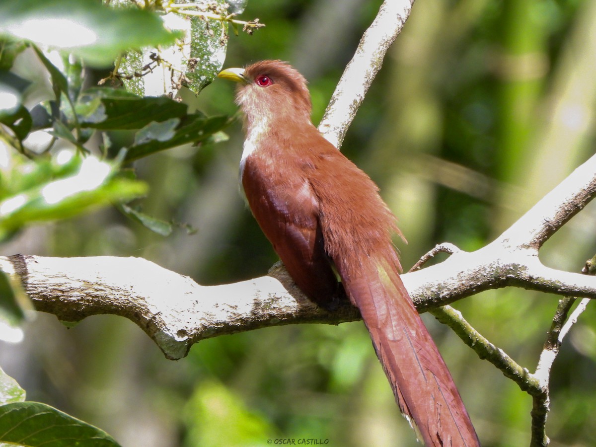 Squirrel Cuckoo - ML581860531